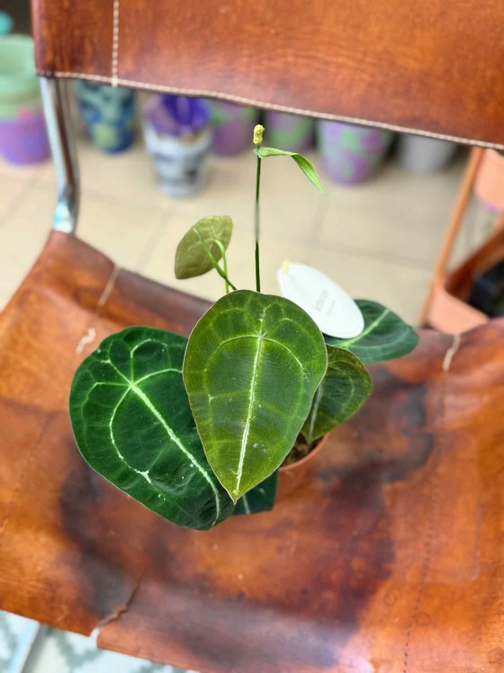 Anthurium Forgetii x Nigrolaminum (2).jpeg
