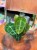 Anthurium Forgetii x Nigrolaminum (3).jpeg
