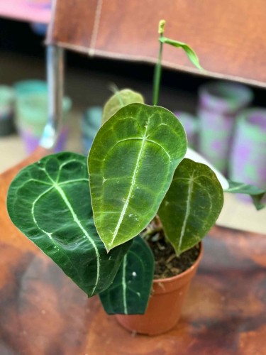 Anthurium Forgetii x Nigrolaminum (1).jpeg