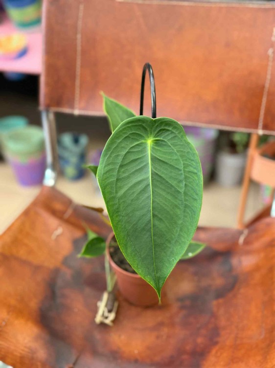 Anthurium Peltigerum (2).jpeg