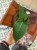 Anthurium Peltigerum (3).jpeg