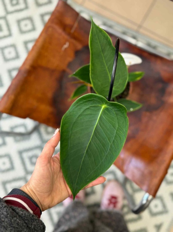 Anthurium Peltigerum (3).jpeg