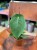 Anthurium Peltigerum (4).jpeg
