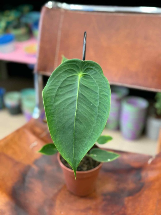 Anthurium Peltigerum (4).jpeg