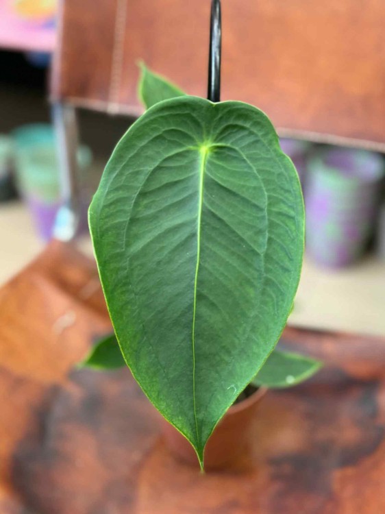 Anthurium Peltigerum (1).jpeg