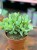 grubosz Crassula Arborensis Cristaat  (2).jpeg
