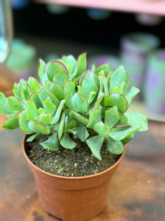 grubosz Crassula Arborensis Cristaat  (2).jpeg