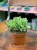grubosz Crassula Arborensis Cristaat  (3).jpeg