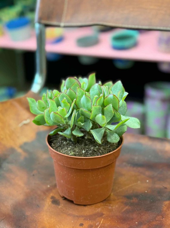 grubosz Crassula Arborensis Cristaat  (3).jpeg