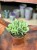 grubosz Crassula Arborensis Cristaat  (4).jpeg