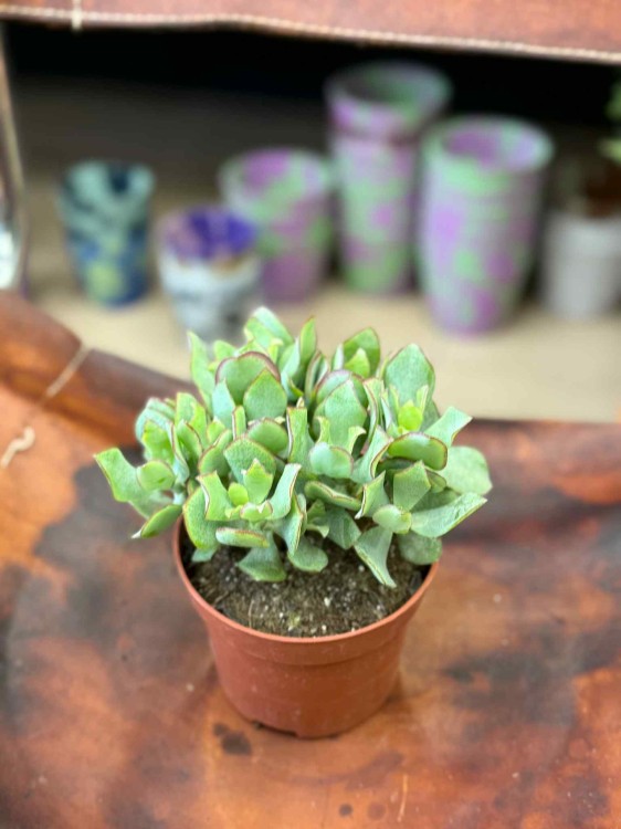 grubosz Crassula Arborensis Cristaat  (4).jpeg
