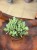 grubosz Crassula Arborensis Cristaat  (5).jpeg