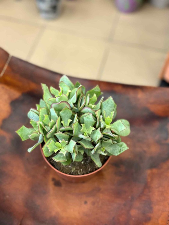 grubosz Crassula Arborensis Cristaat  (5).jpeg