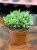 grubosz Crassula Arborensis Cristaat  (1).jpeg