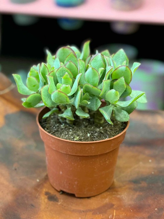 grubosz Crassula Arborensis Cristaat  (1).jpeg