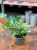 Crassula ovata (2).jpeg