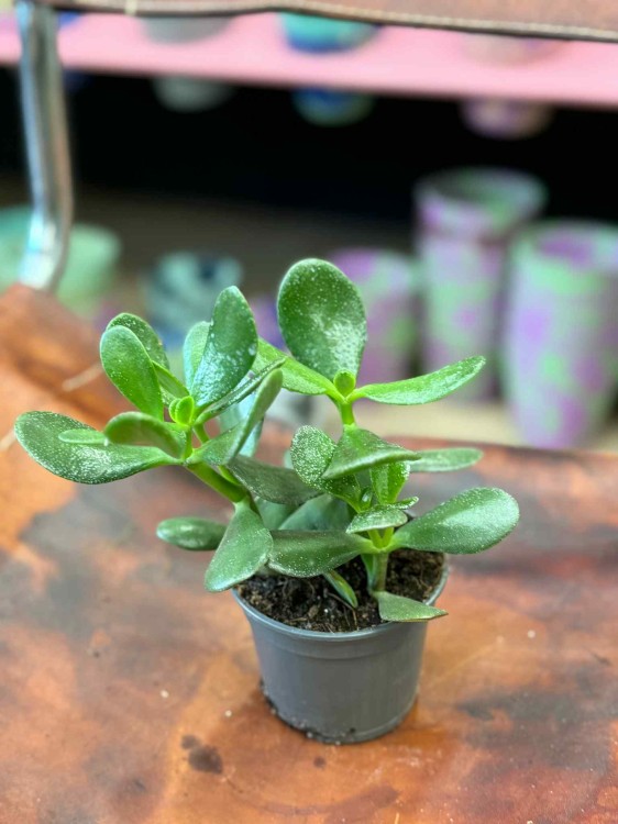 Crassula ovata (2).jpeg