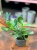 Crassula ovata (3).jpeg