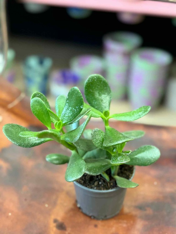Crassula ovata (3).jpeg