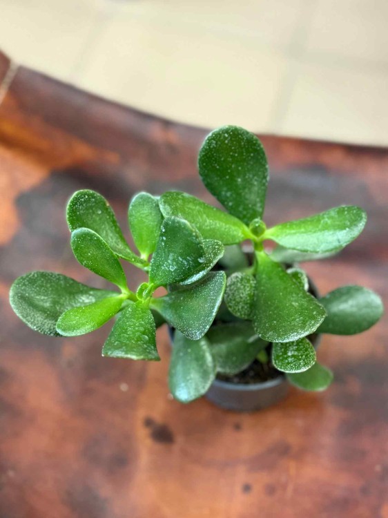 Crassula ovata (1).jpeg