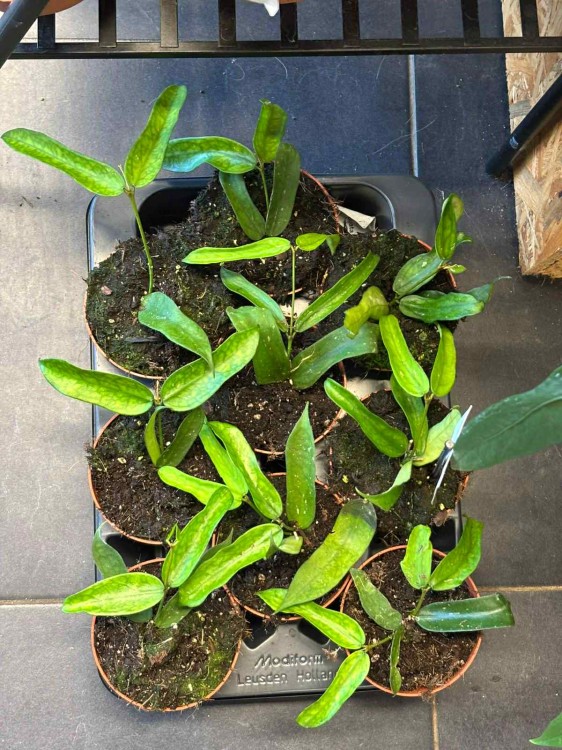 Hoya Pandurata hoja D (2).jpeg