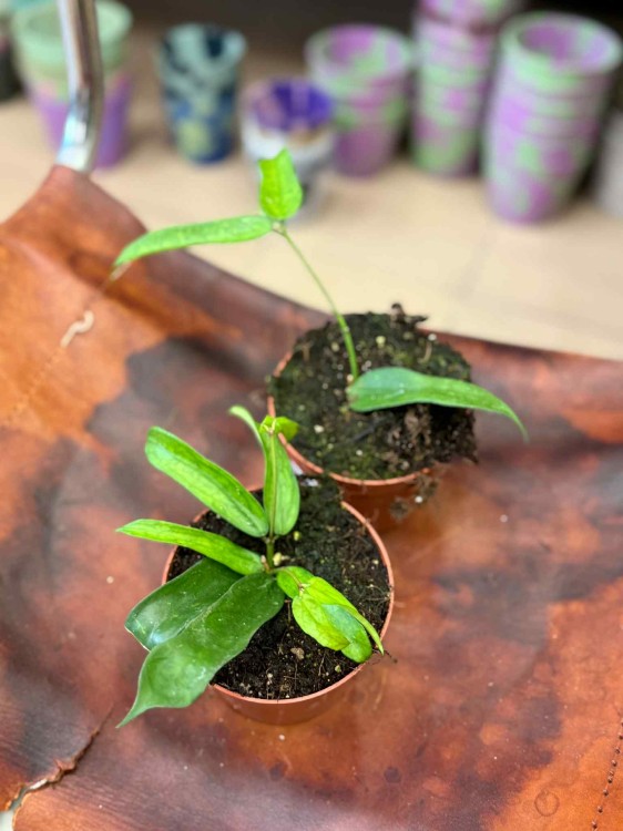 Hoya Pandurata hoja D (3).jpeg