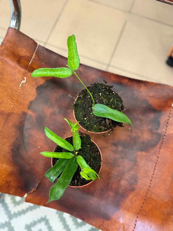 Hoya Pandurata hoja D (5).jpeg