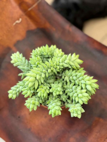 Sedum (2).jpeg