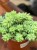 Sedum (3).jpeg