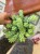 Sedum (4).jpeg