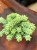 Sedum (1).jpeg