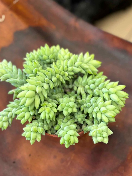 Sedum (1).jpeg