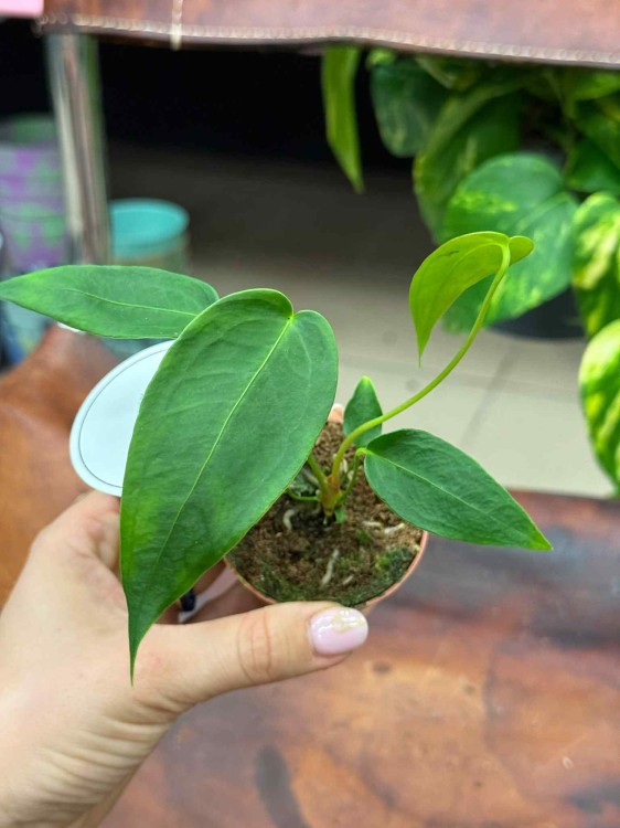 Anthurium peltigerum  (2).jpeg