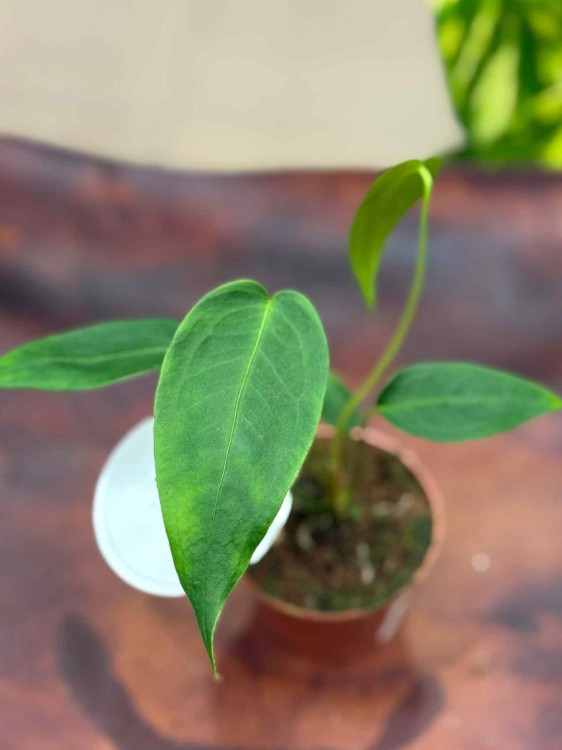 Anthurium peltigerum  (3).jpeg