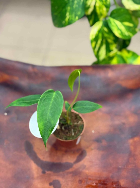 Anthurium peltigerum  (4).jpeg