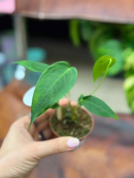 Anthurium peltigerum  (5).jpeg