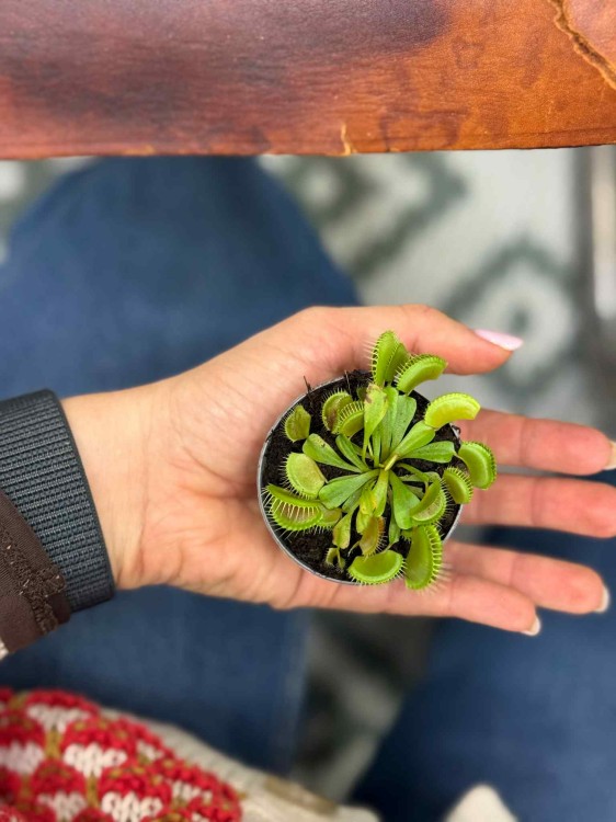 Dionaea muscipula — muchołówka amerykańska (2).jpeg