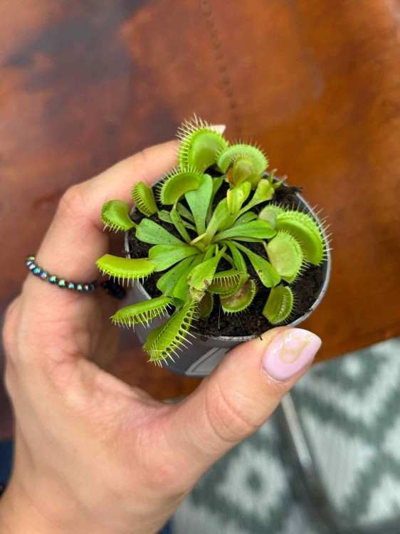 Dionaea muscipula — muchołówka amerykańska (3).jpeg