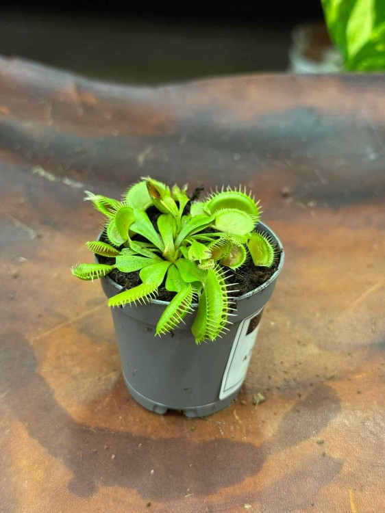 Dionaea muscipula — muchołówka amerykańska (4).jpeg