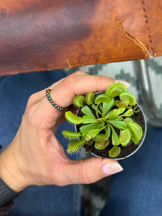 Dionaea muscipula — muchołówka amerykańska (5).jpeg