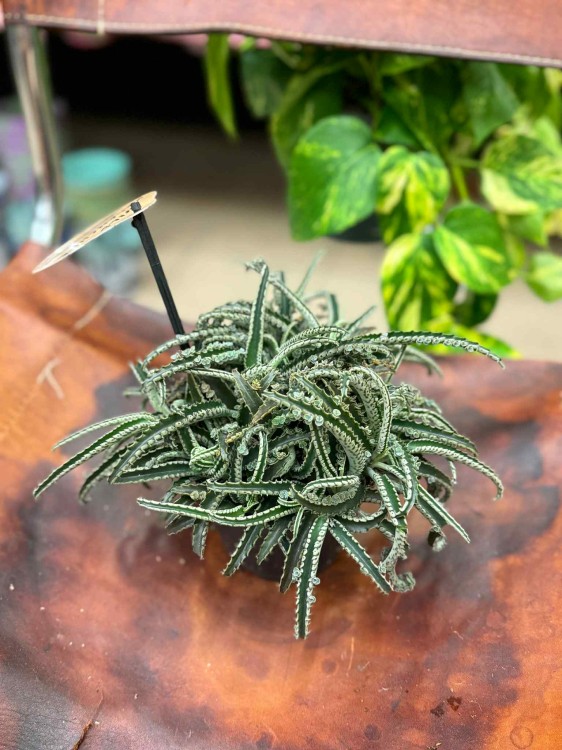 Kalanchoe daigremontiana Ży (2).jpeg
