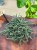 Kalanchoe daigremontiana Ży (3).jpeg
