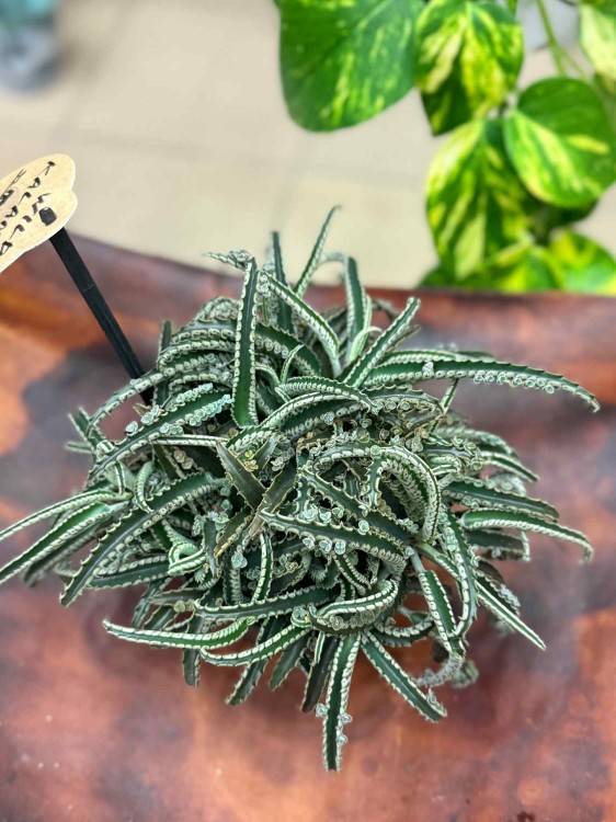Kalanchoe daigremontiana Ży (3).jpeg