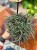 Kalanchoe daigremontiana Ży (4).jpeg