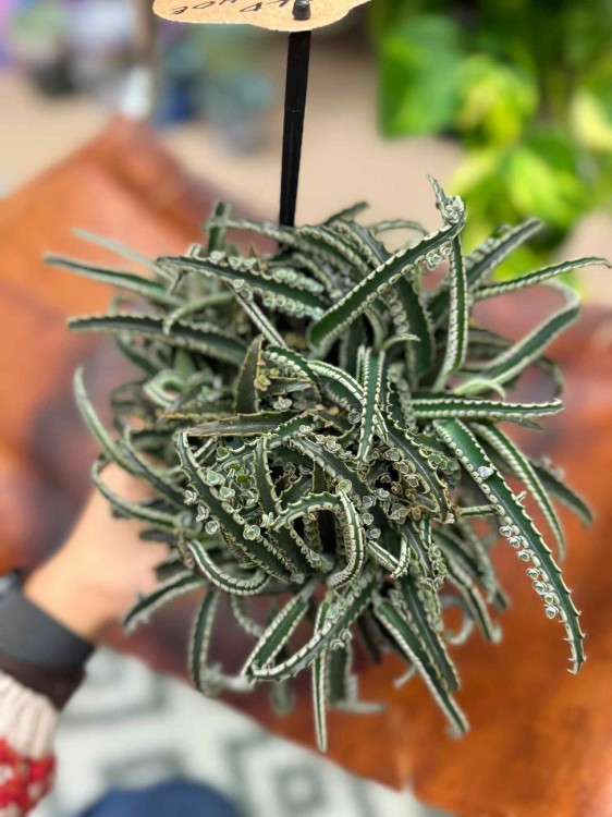 Kalanchoe daigremontiana Ży (4).jpeg
