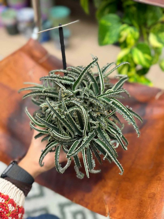 Kalanchoe daigremontiana Ży (5).jpeg