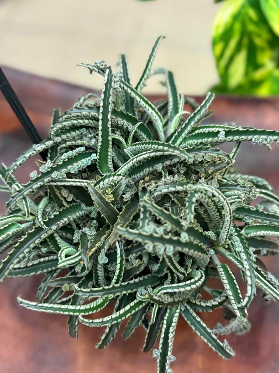 Kalanchoe daigremontiana Ży (1).jpeg