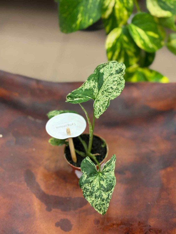 Syngonium podophyllum Mottled (2).jpeg