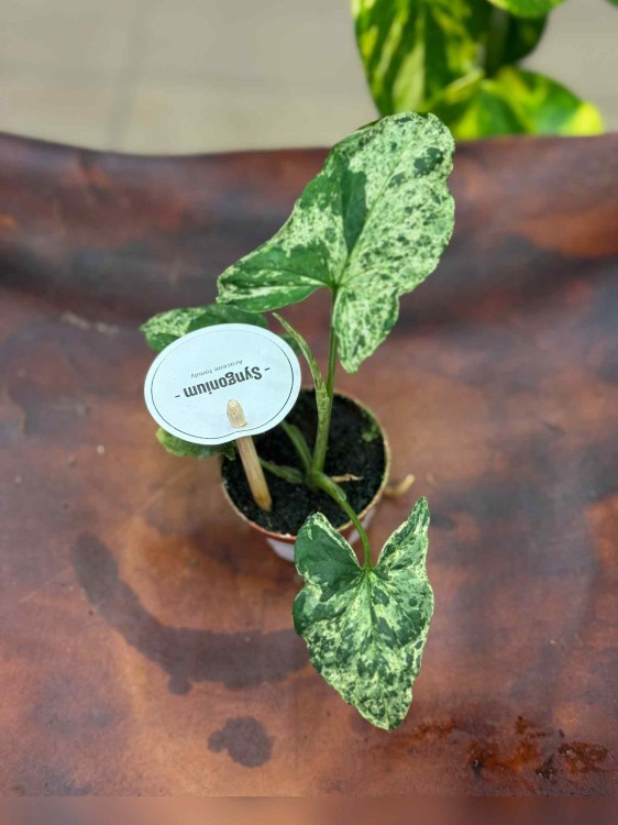 Syngonium podophyllum Mottled (3).jpeg