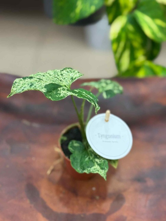 Syngonium podophyllum Mottled (4).jpeg